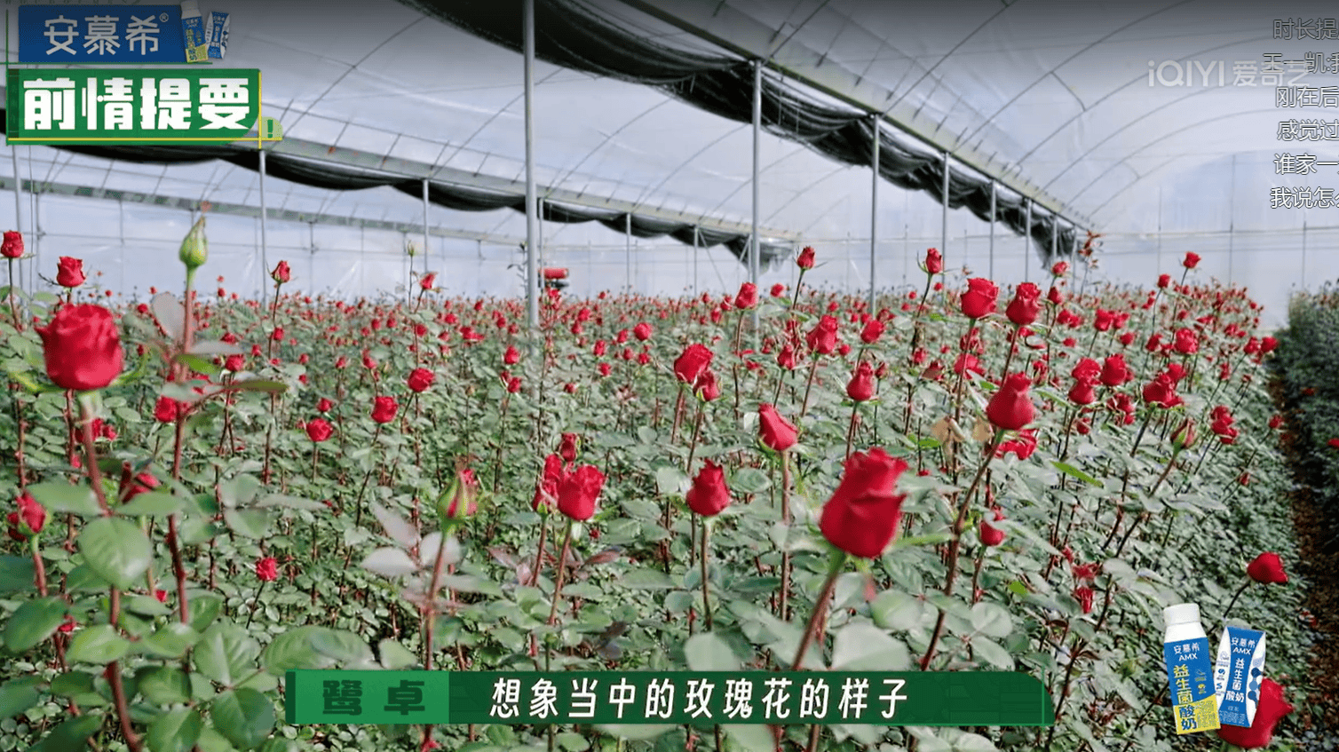 《种地吧2》:当3000盆玫瑰花从云南安宁来到杭州后陡门