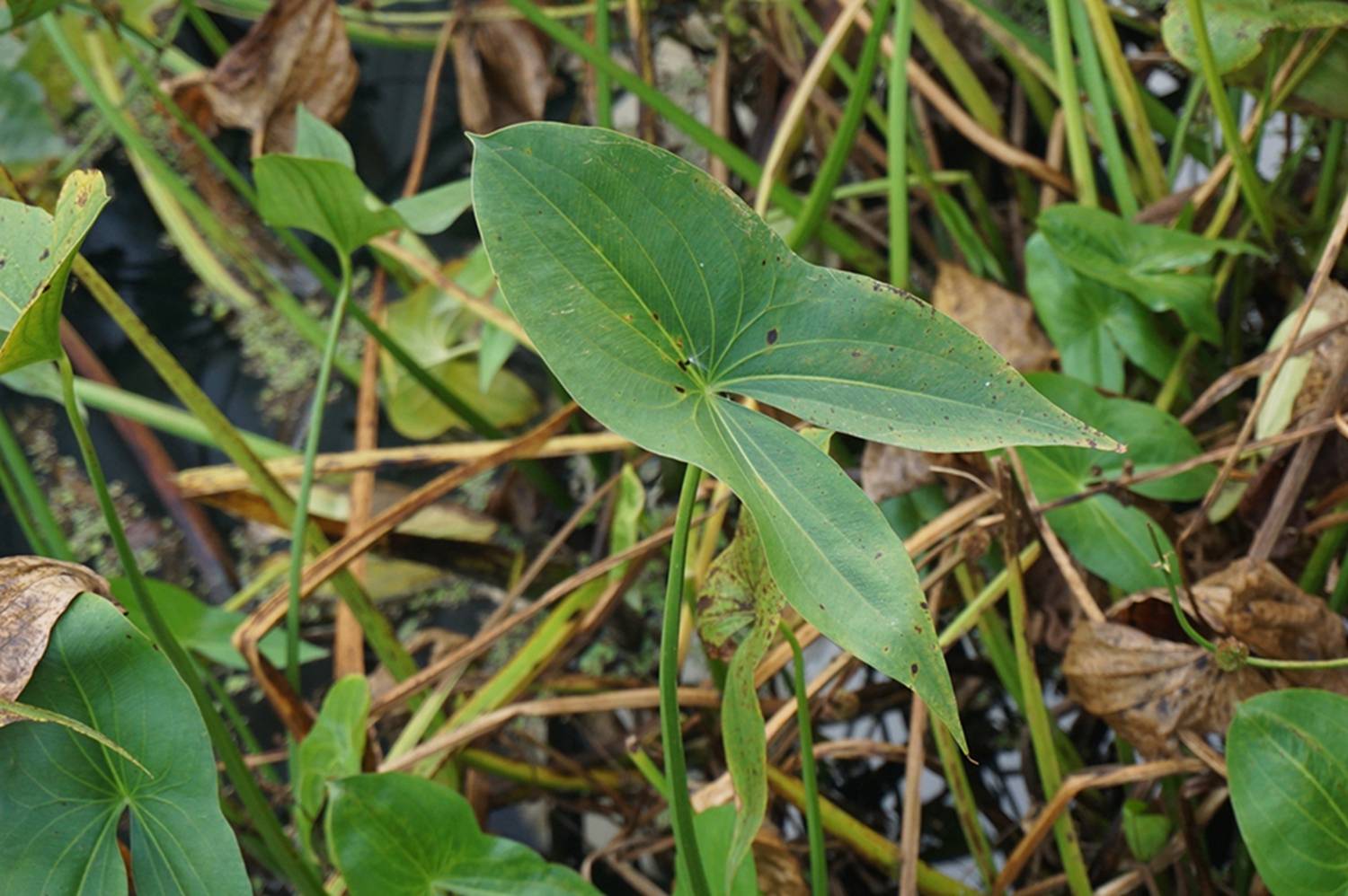 我见到的山东本土野生植物47慈姑