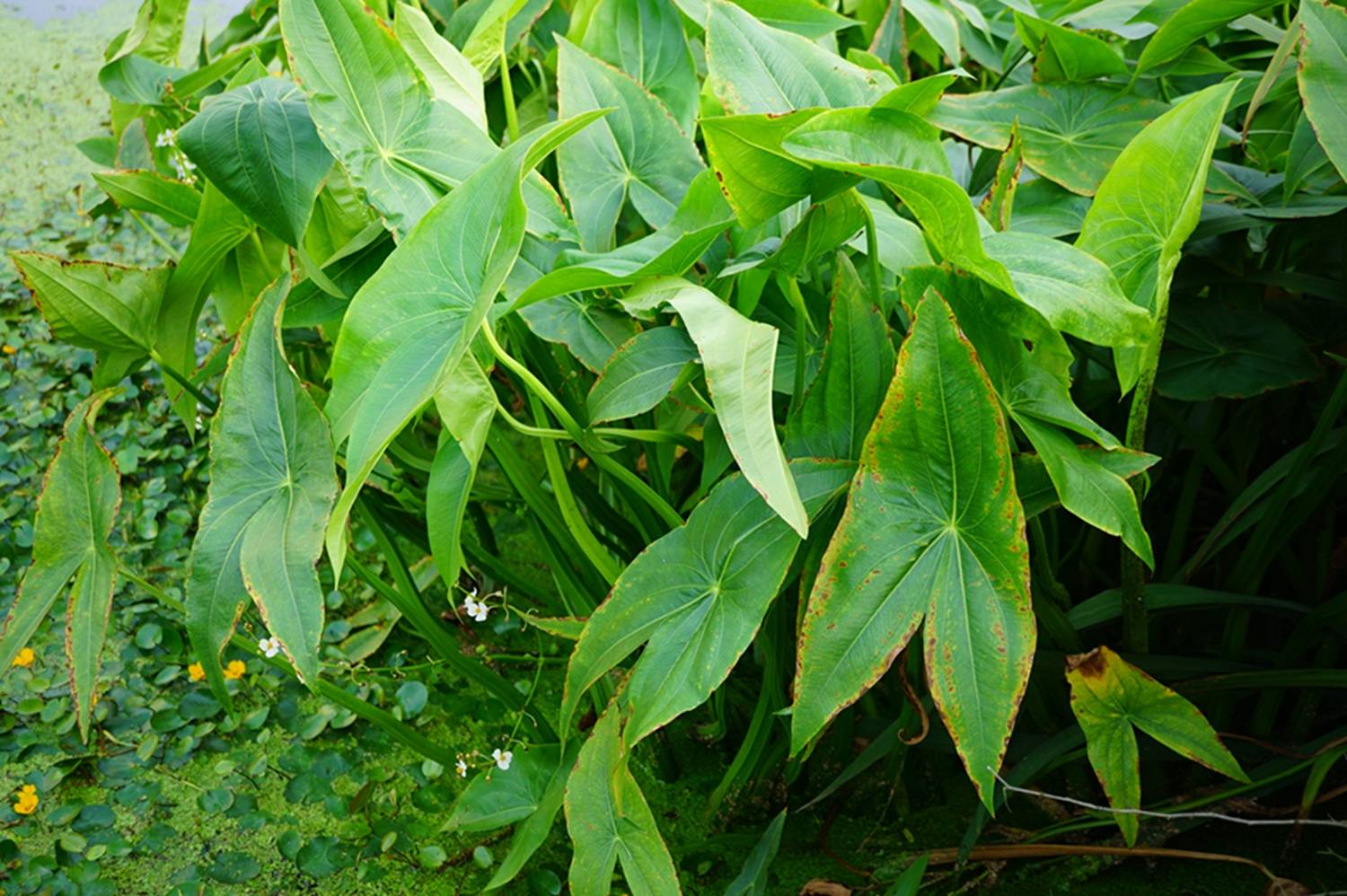 我见到的山东本土野生植物(47)慈姑