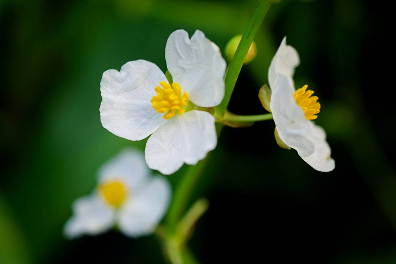 我见到的山东本土野生植物(47)慈姑