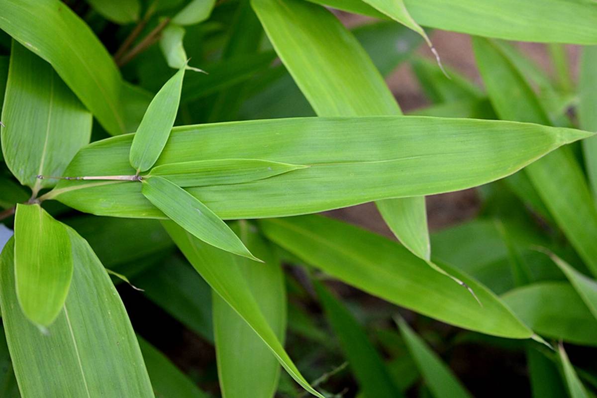 我见到的山东本土野生植物49阔叶箬竹