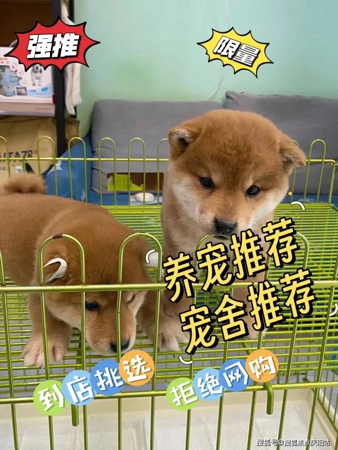 无锡梁溪区泰迪犬多少钱一只?这里买泰迪犬更具性价比,便宜又好看