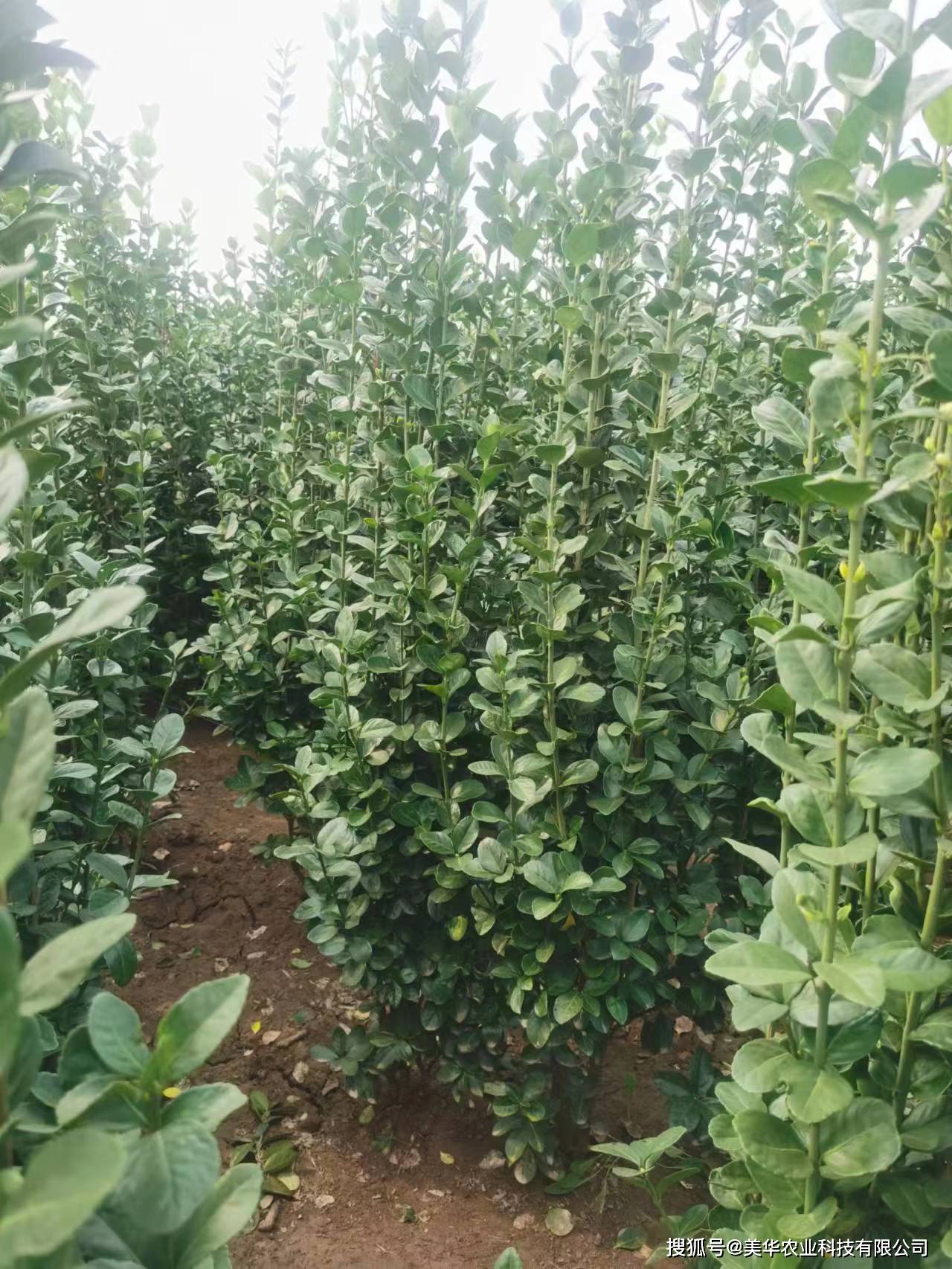 9℃的低温,耐旱能力也优于普通大叶黄杨.