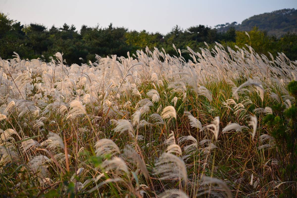 芦荻台图片