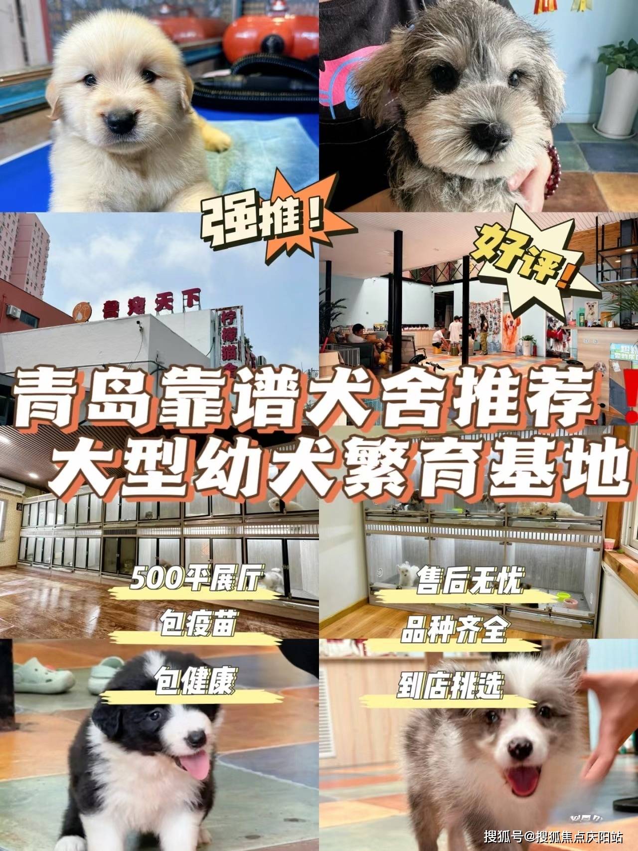 青岛买布偶首页网站丨青岛市胶州市布偶猫多少钱一只