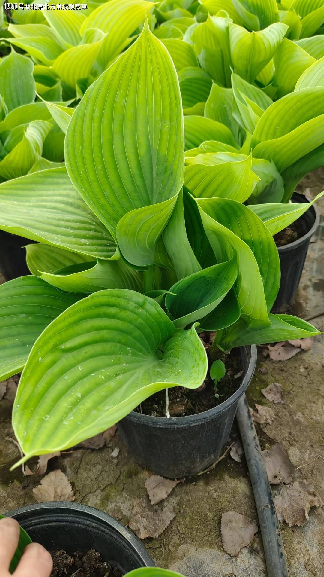 巨无霸玉簪怎么种植【巨无霸玉簪种植方法】