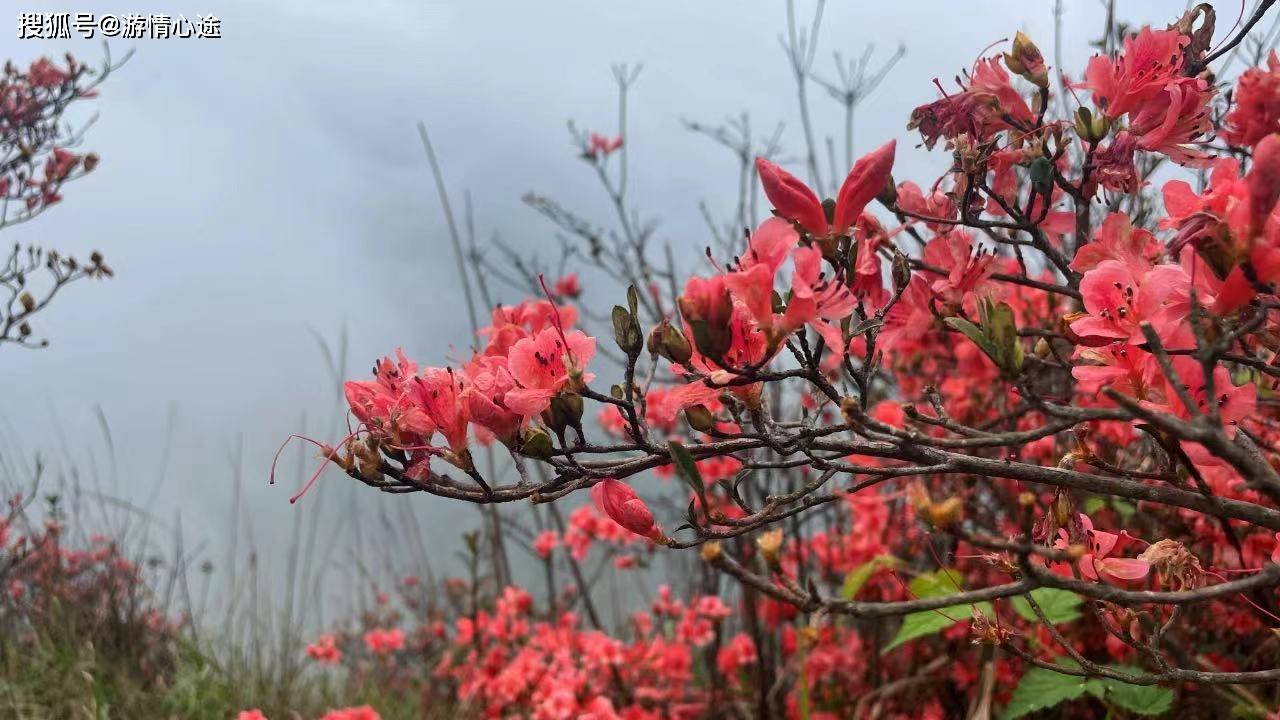 春风十里只为等你来,佛冈迳头通天蜡烛杜鹃花红如烈火,娇艳欲滴