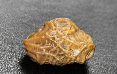 捡到这些石头别扔掉,或许能让你暴富,老母鸡变鸭哦_玛瑙_价值_化石