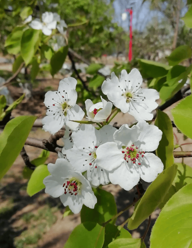 你不知道的郊野公园油菜花已开!