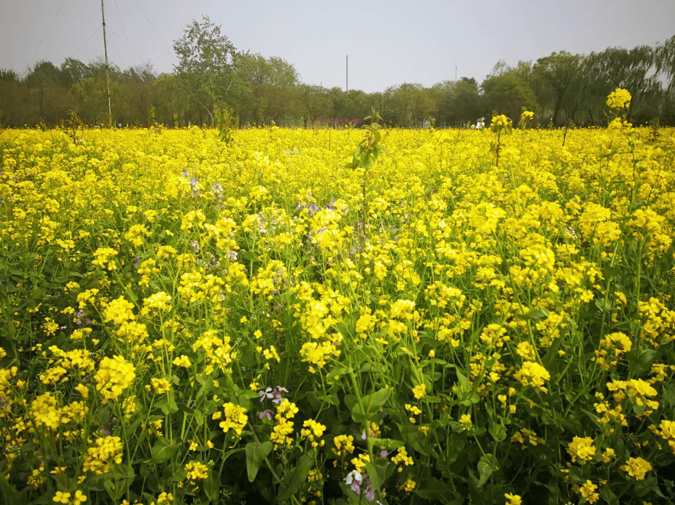 你不知道的郊野公园油菜花已开!