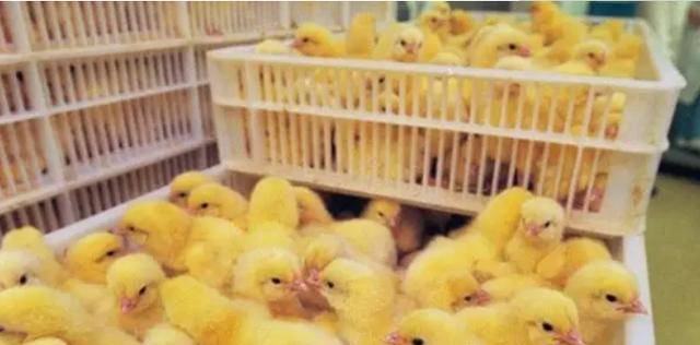 的确,像是人类群体,新生儿在出生时就能直接判断出性别,而像新生的