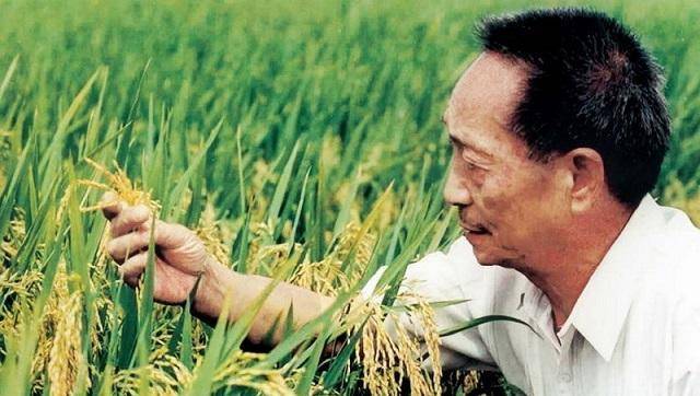 原创杂交水稻之父袁隆平他的三个儿子都是做啥的只有老三继承衣钵