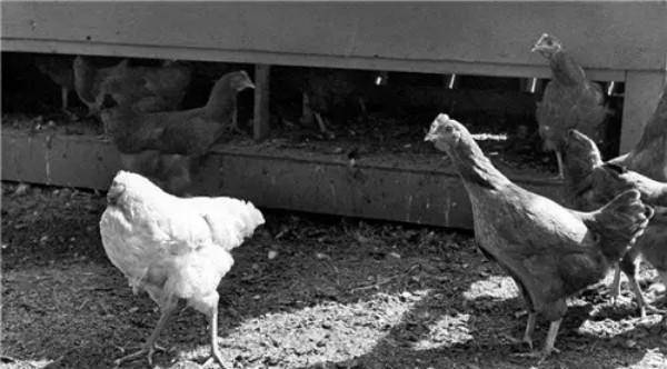 原创美国命硬无头鸡活了18个月主人还带它全国巡演后来怎样