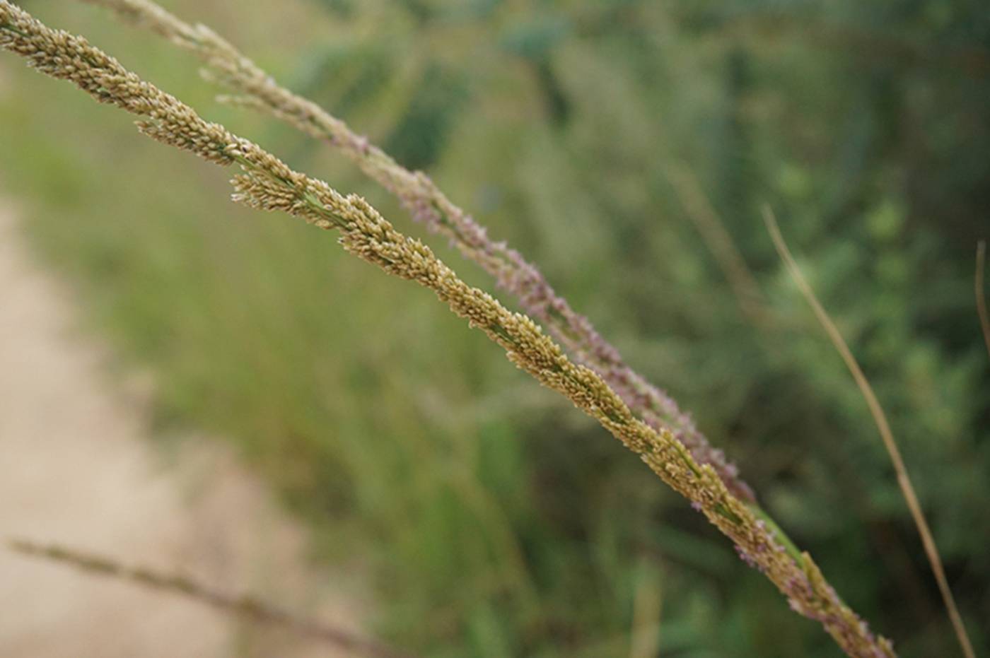 我见到的山东本土野生植物(71) 鼠尾粟