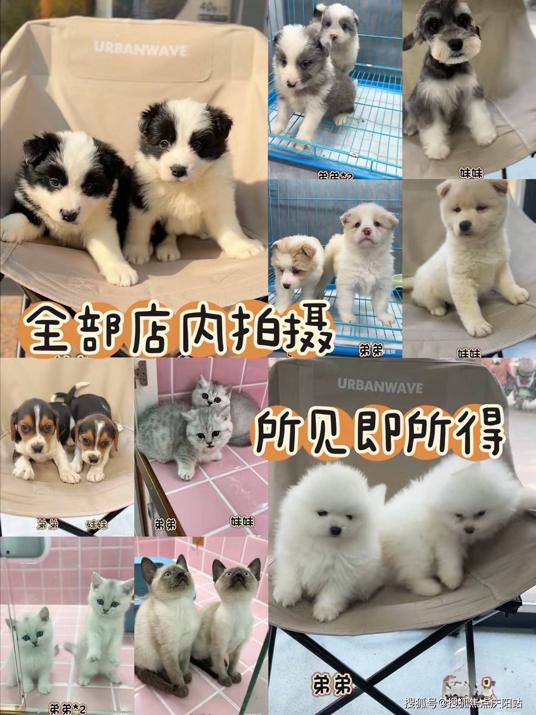 无锡买拉布拉多犬首页网站(无锡梁溪区)哪里有卖拉布拉多犬的宠物市场