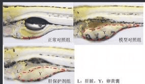 斑马鱼模型在化妆品,食品/保健食品,药品功效方面的应用—安纳思检测