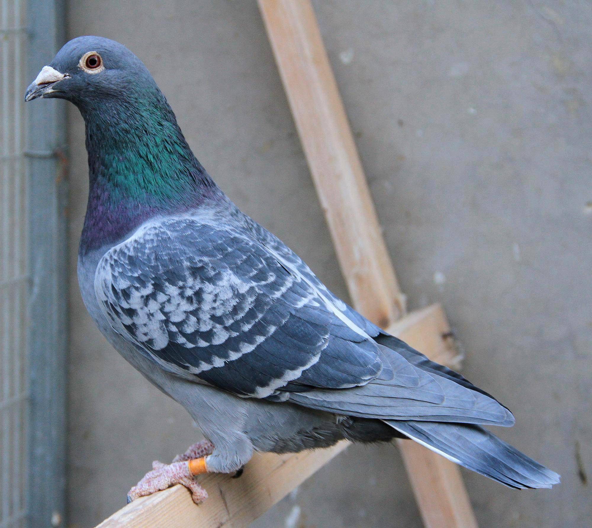 鸽子出现啄羽,啄肛门的解决措施