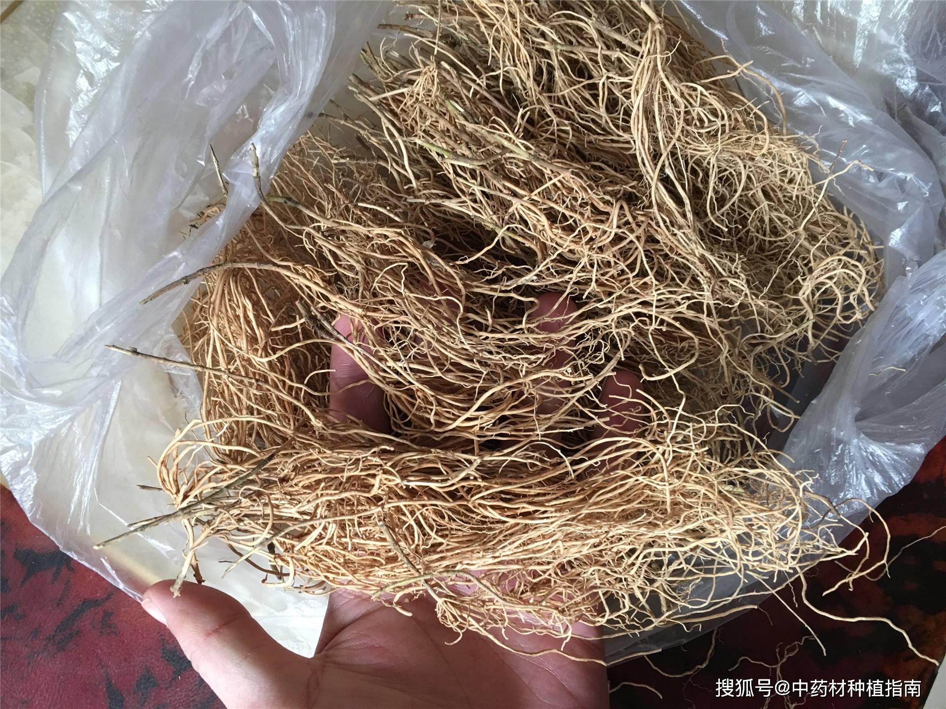 中药材种植发展品种之——药用全草的徐长卿