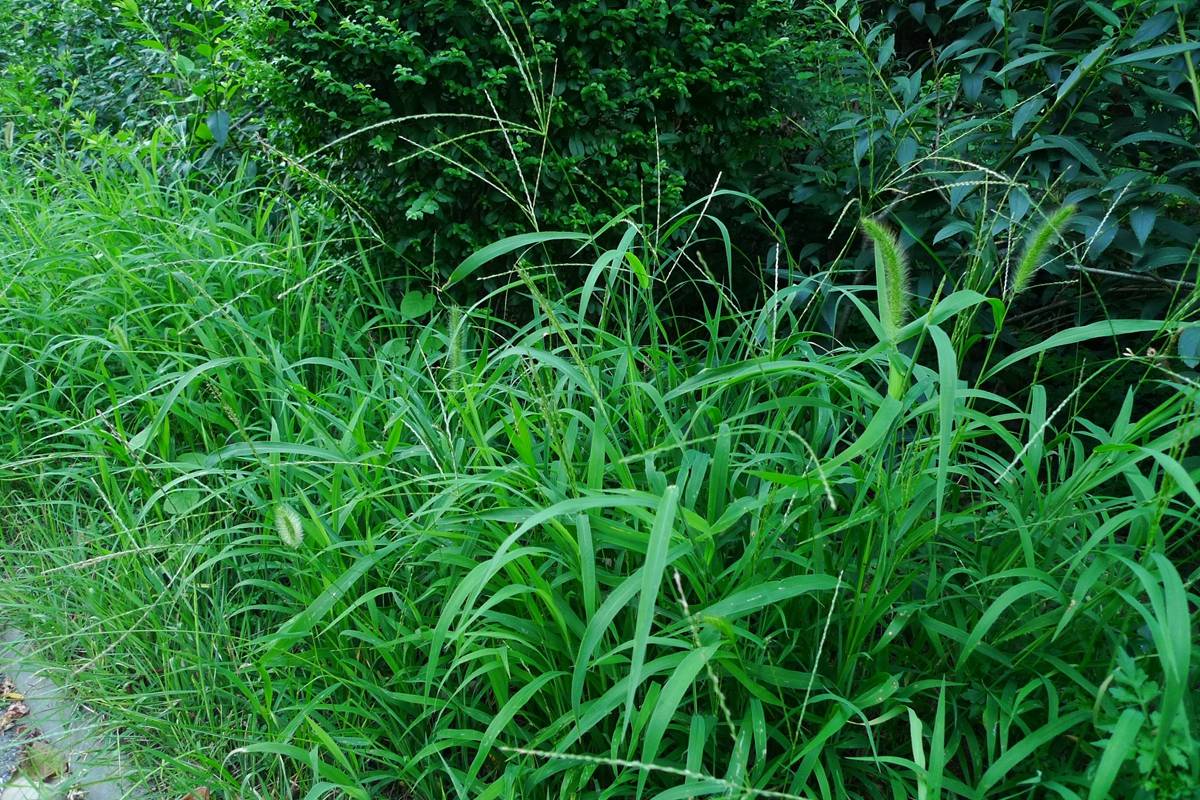我见到的山东本土野生植物