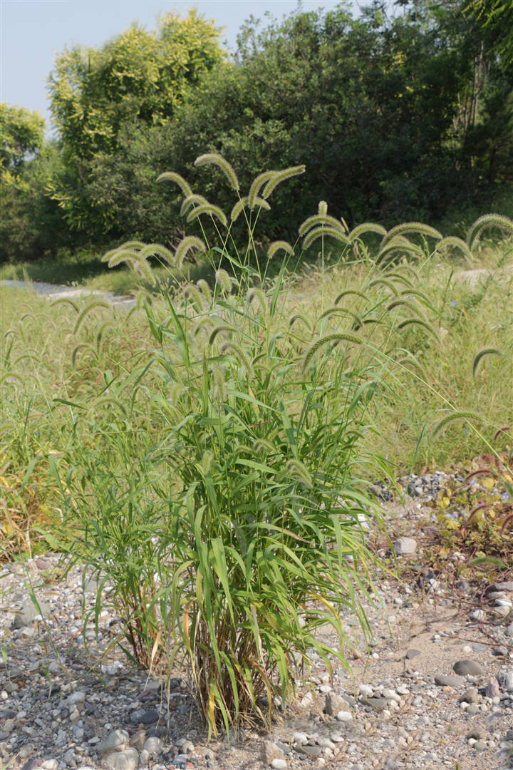 我见到的山东本土野生植物