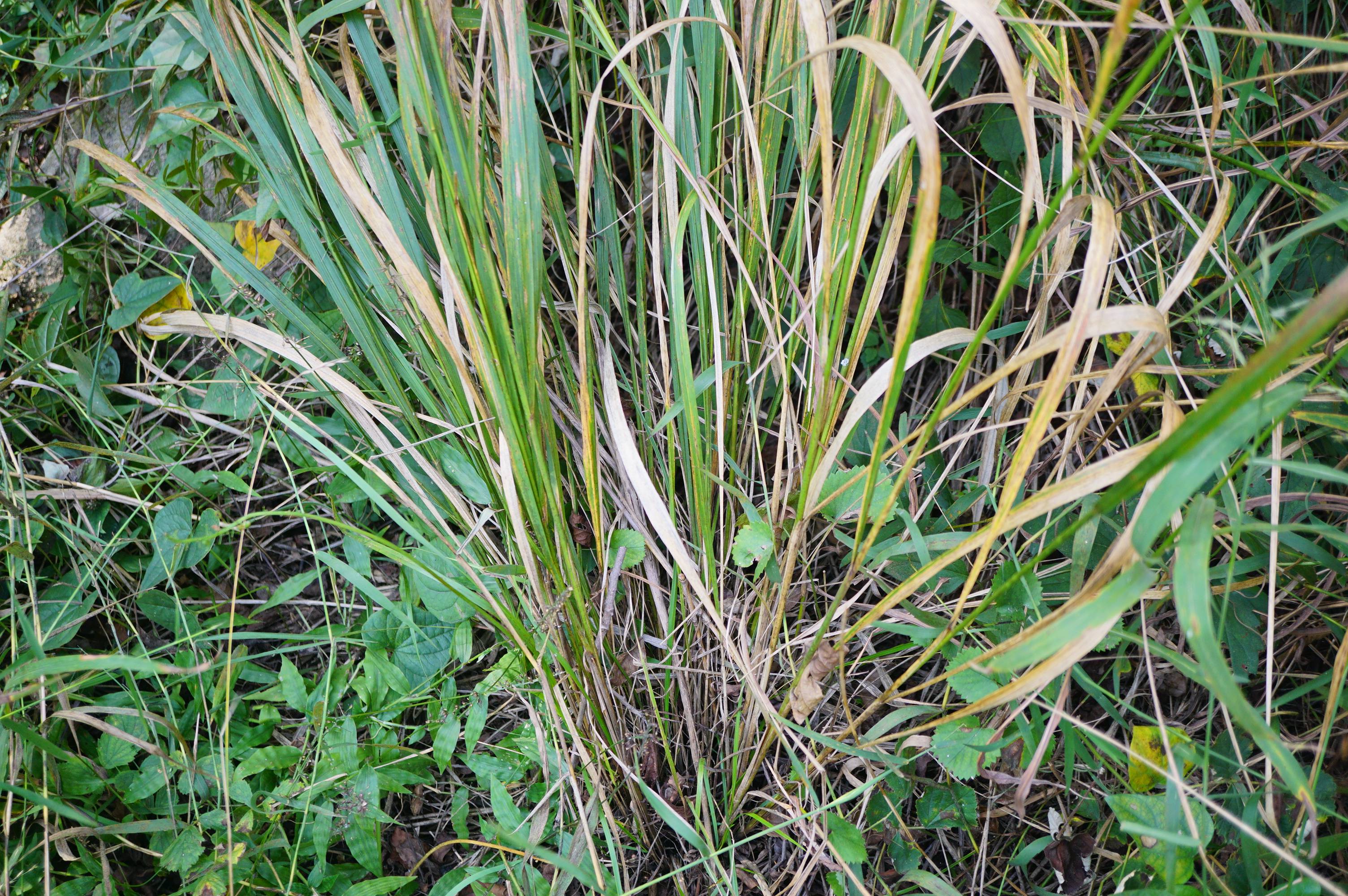 我见到的山东本土野生植物