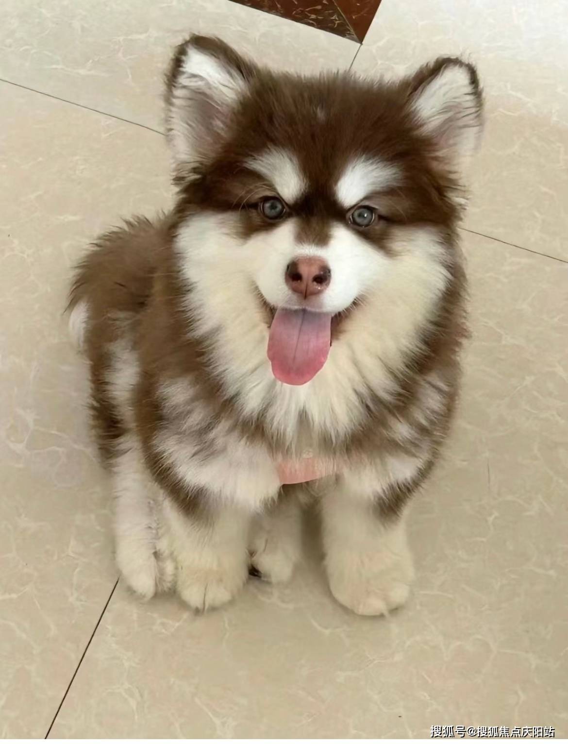 莆田买阿拉斯加犬首页网站(莆田城厢区)哪里有正规卖阿拉斯加犬的宠物