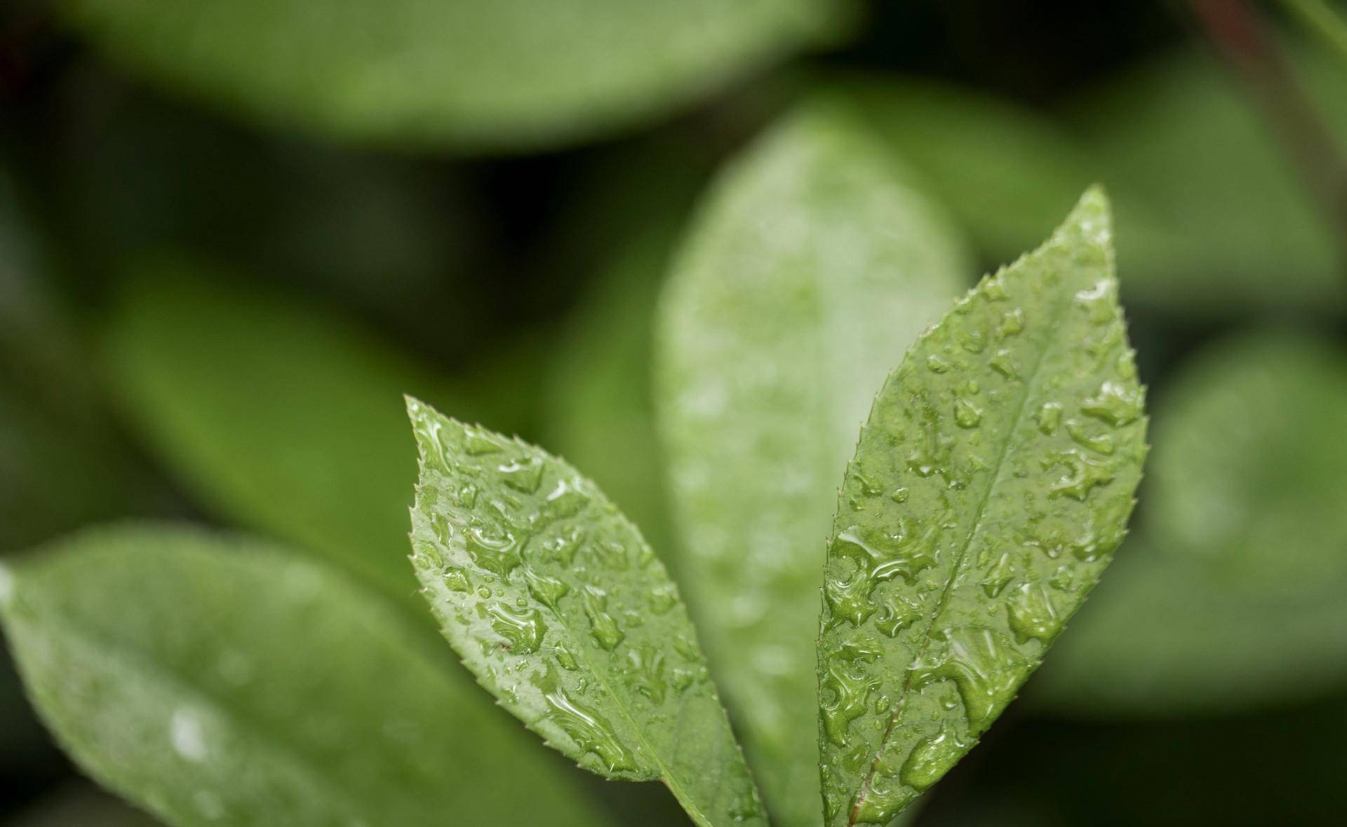 背景 壁纸 绿色 绿叶 树叶 植物 桌面 1920_1180