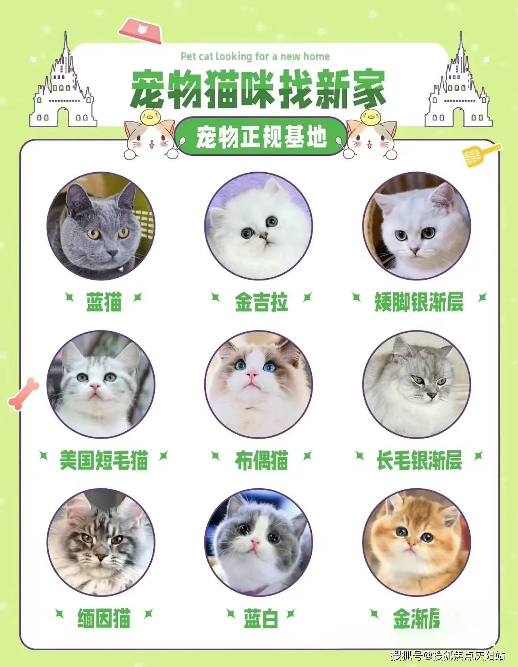 布偶猫幼猫品相图解图片