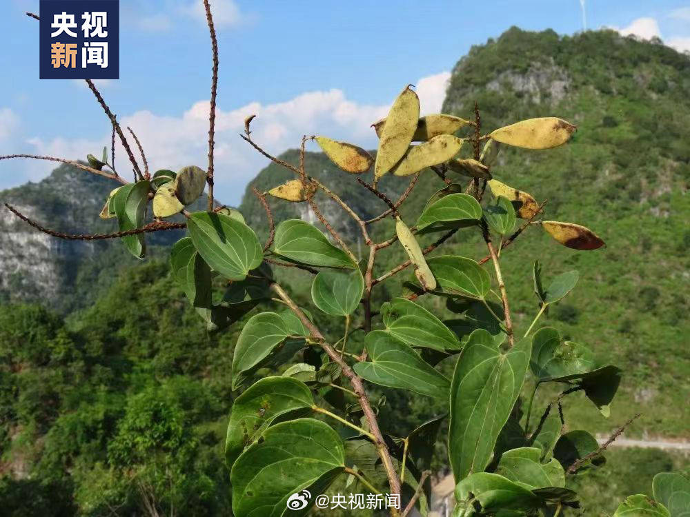 “隐世”80多年 稀有植物凌云龙须藤重现广西-搜狐大视野-搜狐新闻