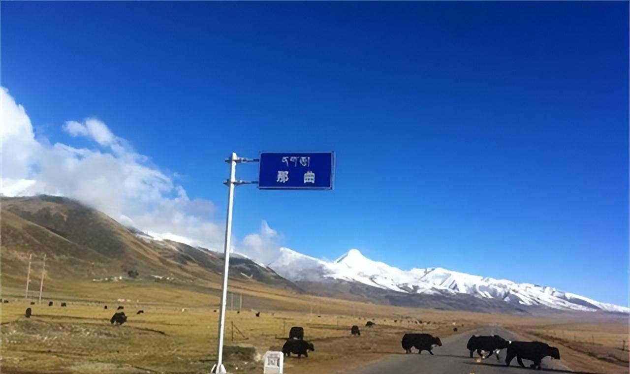 西藏那曲县:种活一棵悬赏30万,为树修建玻璃房,如今怎样了?