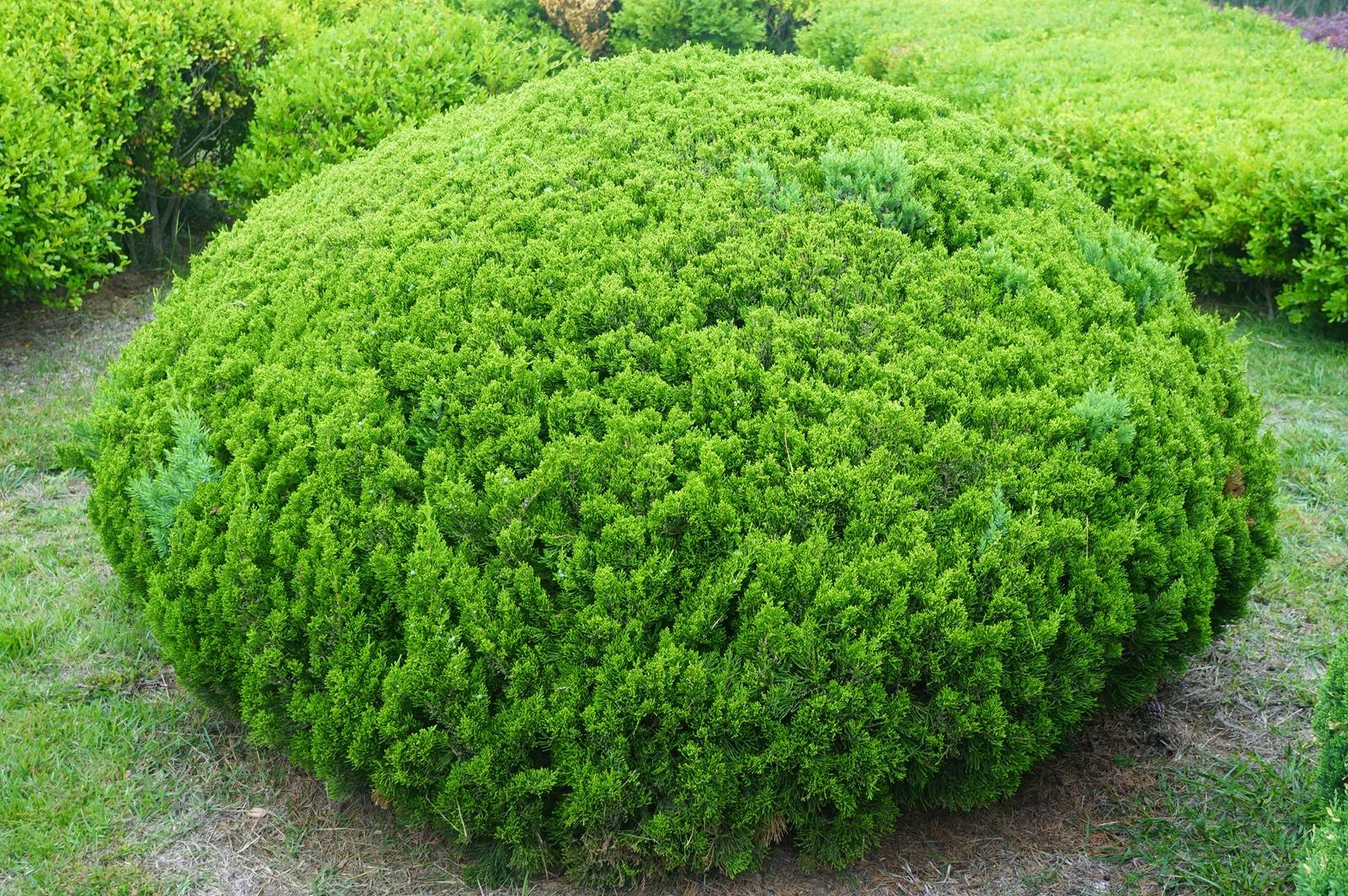 我见到的山东本土植物和园林栽培植物(56) 球柏_圆球形_灌木_变种