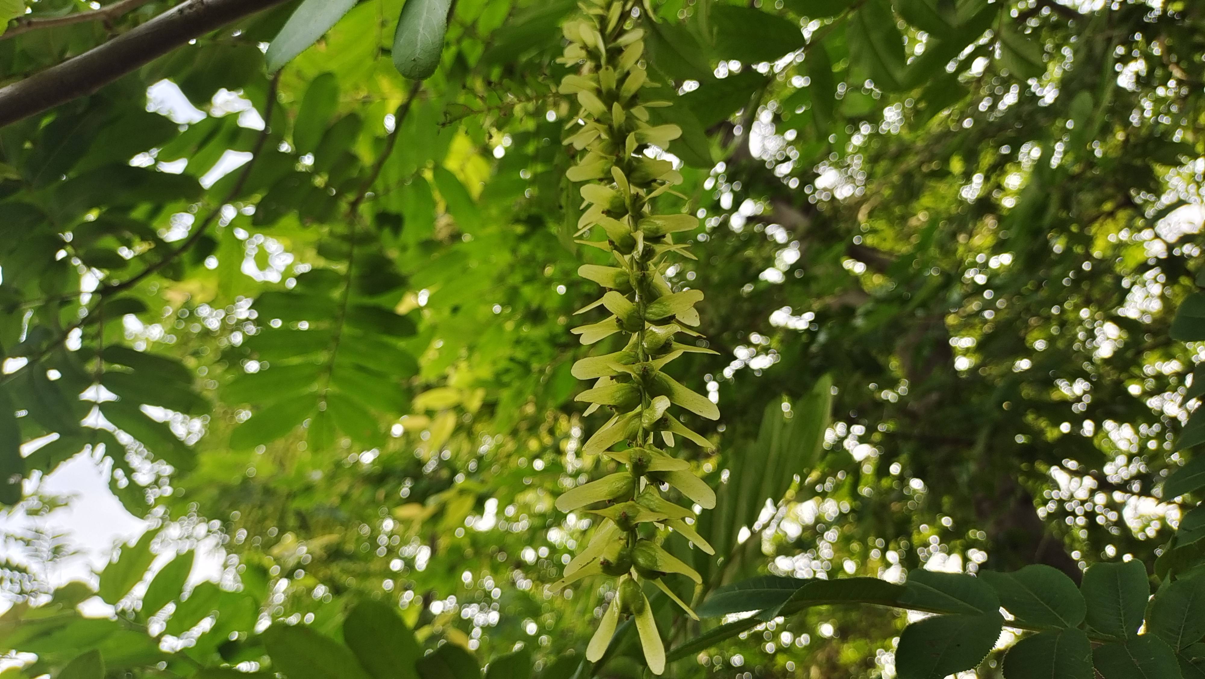枫杨花开一串串-搜狐大视野-搜狐新闻