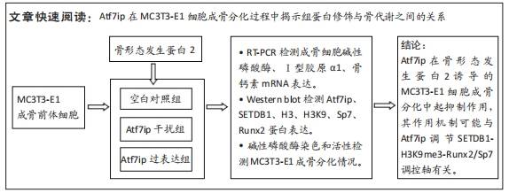 atf7ip是骨形态发生蛋白2促小鼠胚胎成体细胞成骨分化的负调节因子