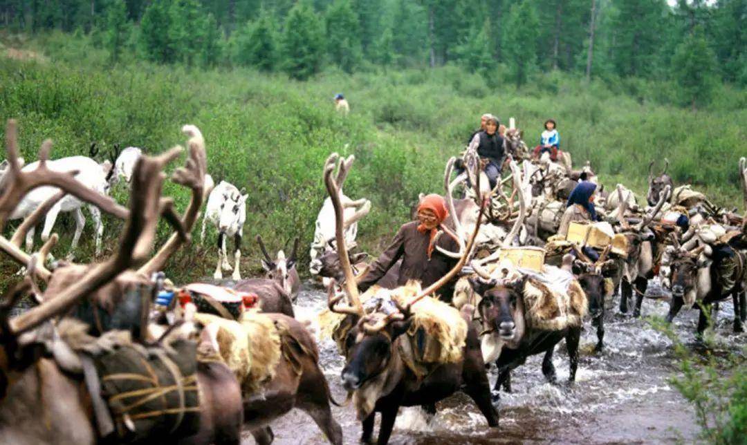 而在清初的鄂温克部落中,其中,鄂温克是索伦部中较大的一支族群,他们