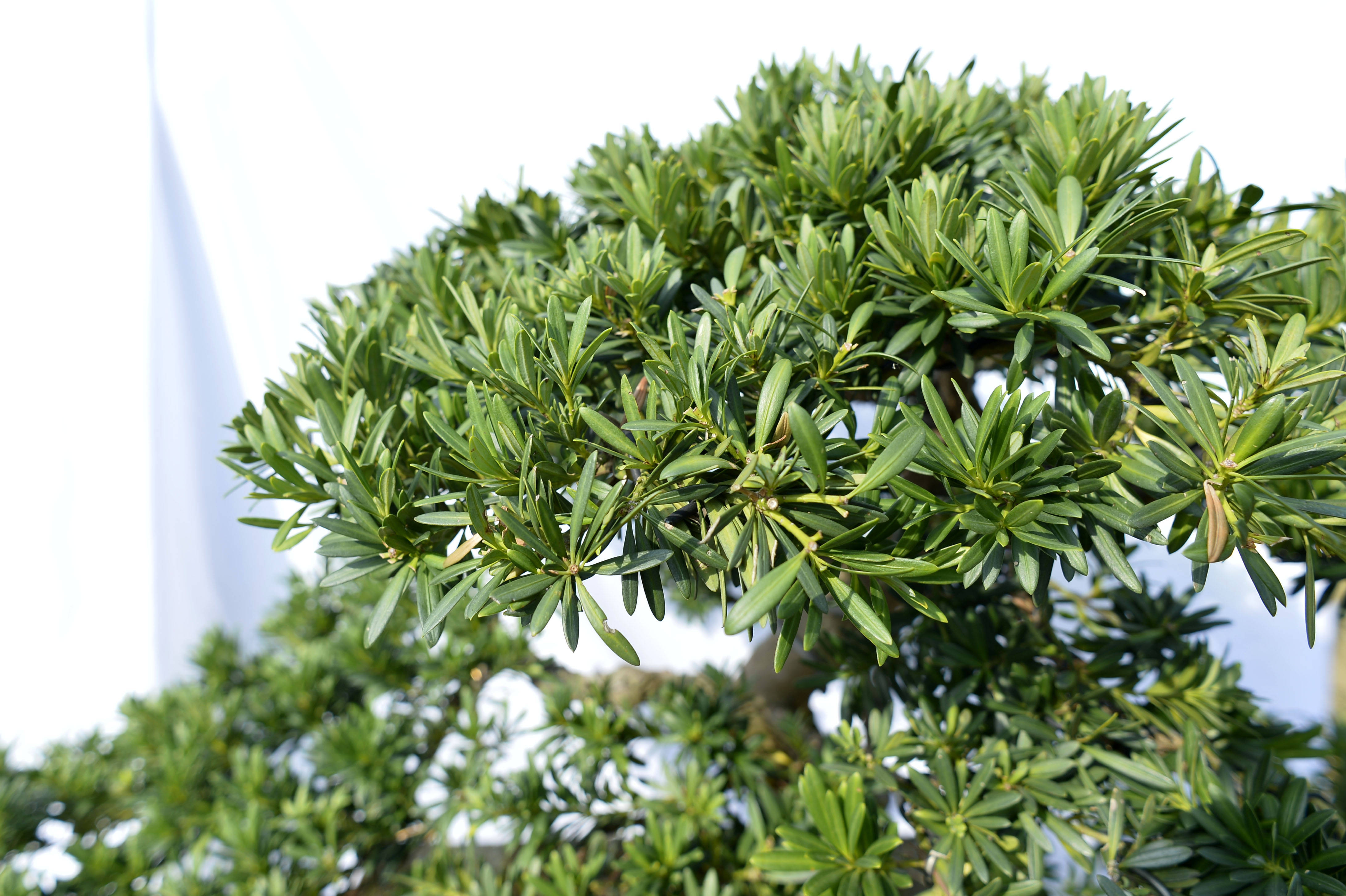 我见到的山东本土植物和园林栽培植物(66)罗汉松