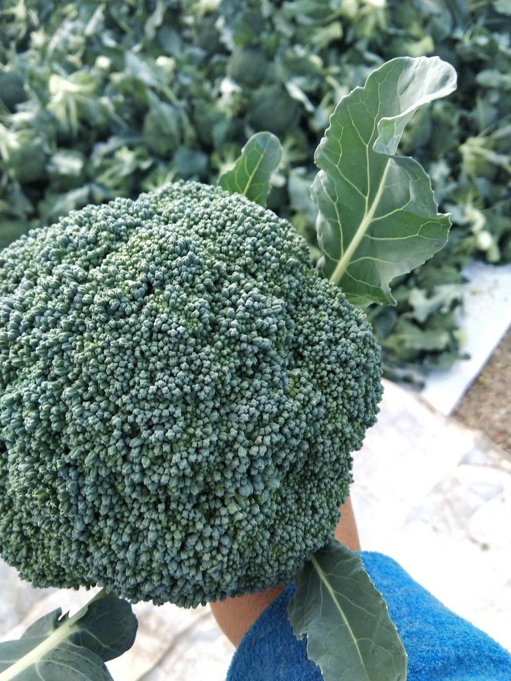 为您介绍由"长春世嘉农业科技有限公司"出品的高端西兰花品种"井川65"