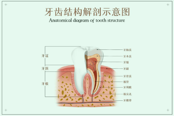 牙齿图片结构图模式图片