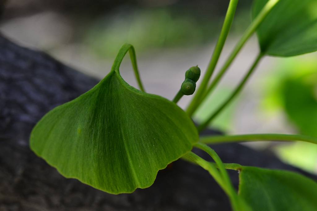 我见到的山东本土植物和园林栽培植物