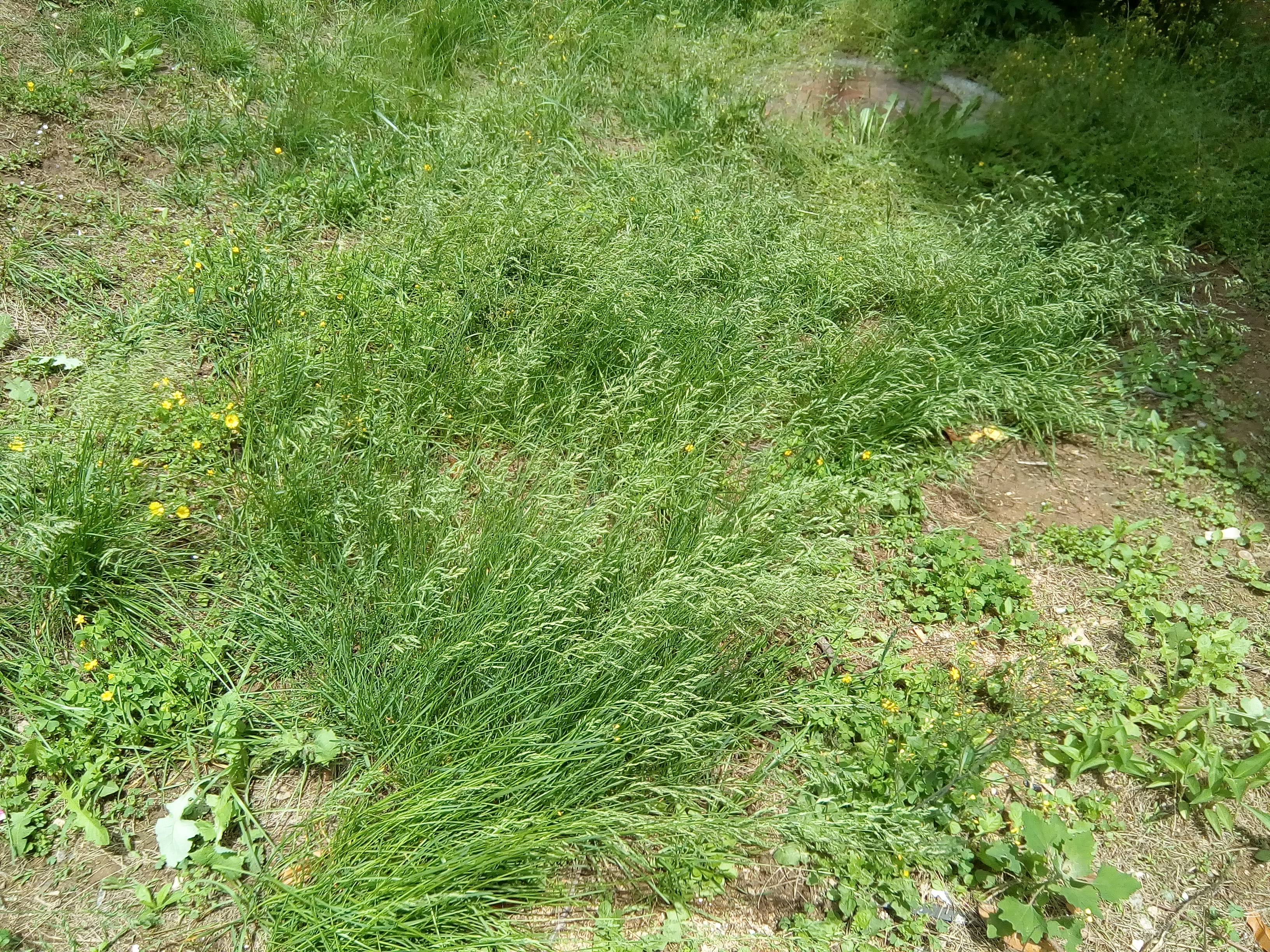 我见到的山东本土植物和园林栽培植物