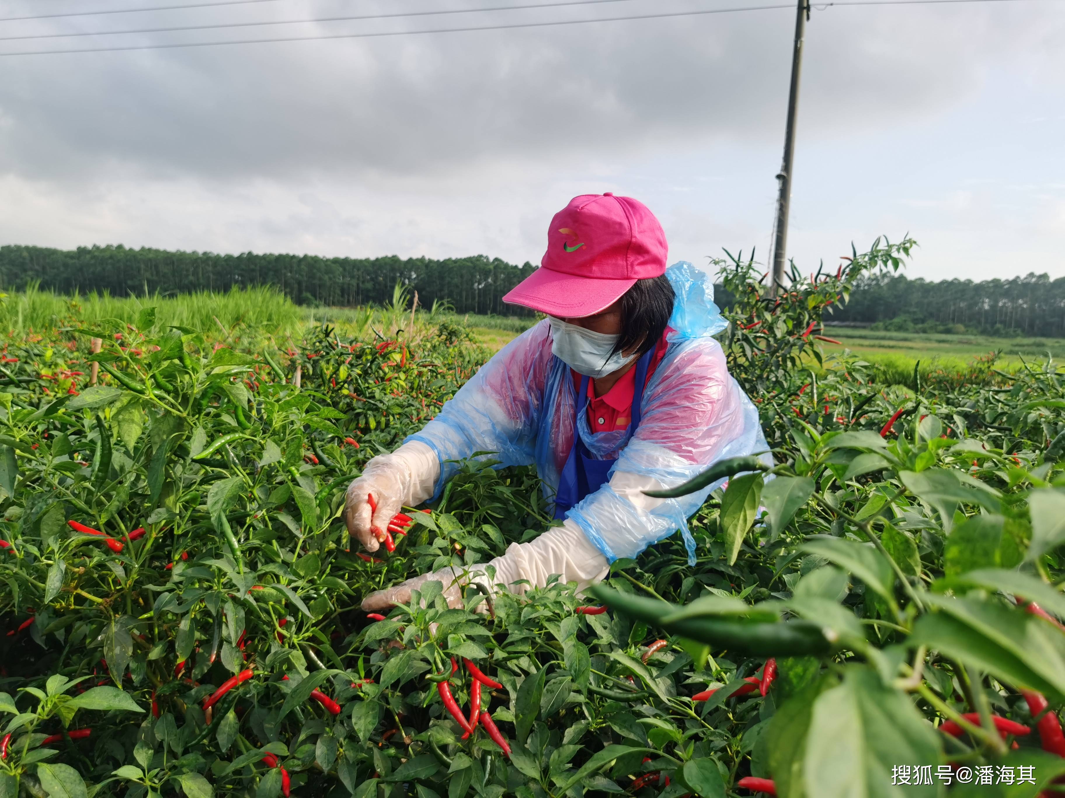 遂溪县众成志愿者采摘辣椒助力乡村振兴