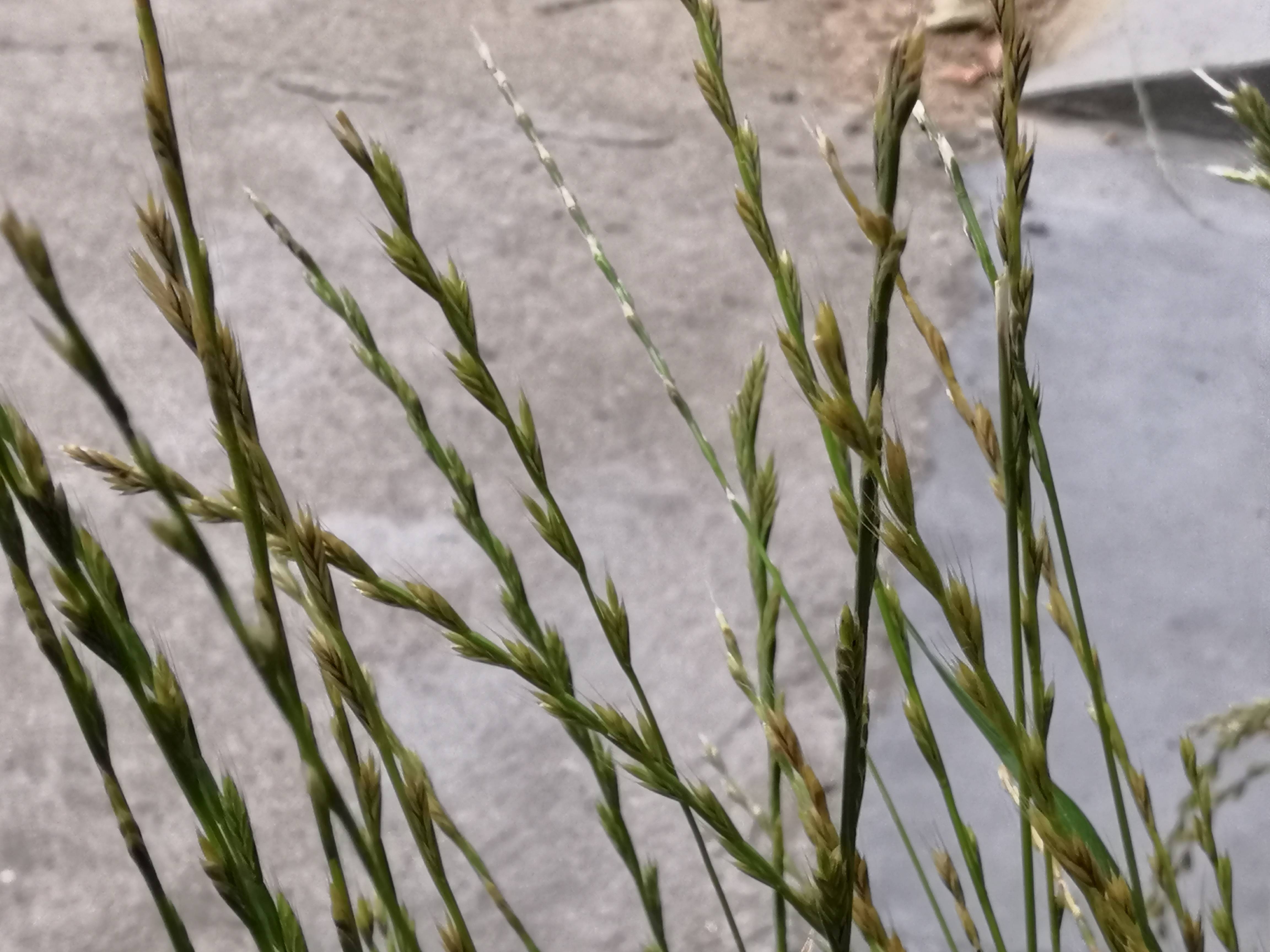 我见到的山东本土植物和园林栽培植物(184)多花黑麦草