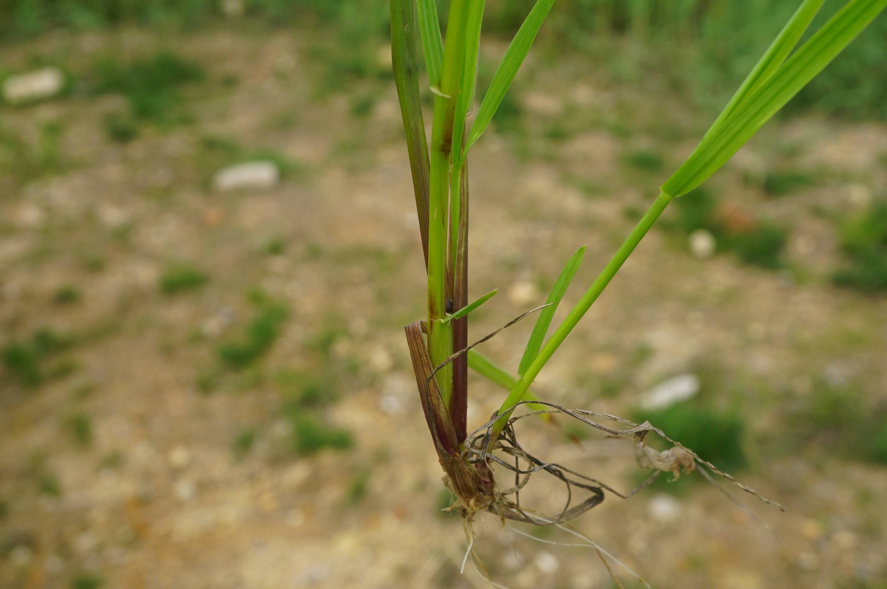 我见到的山东本土植物和园林栽培植物(184)多花黑麦草
