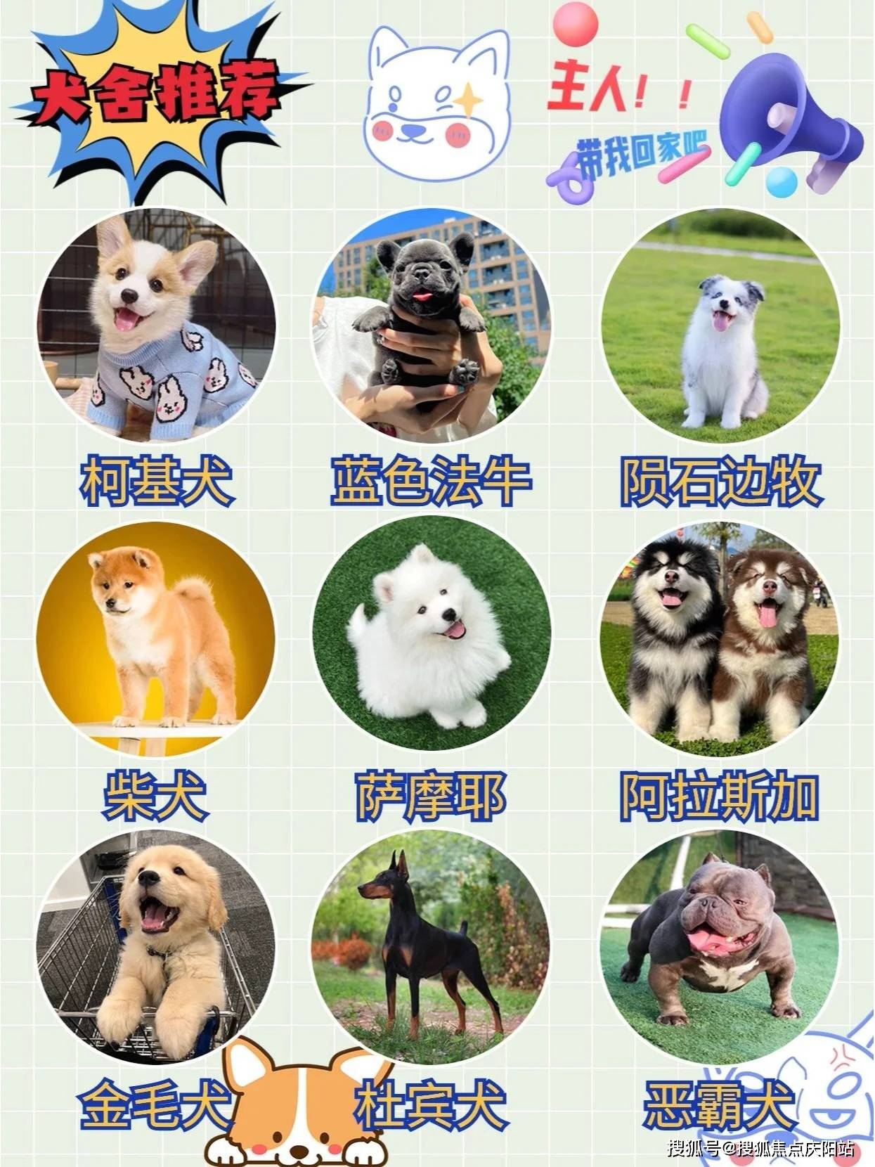 成都成华区哪里有泰迪犬出售【成都福安家猫犬舍】欢迎您_宠物_服务