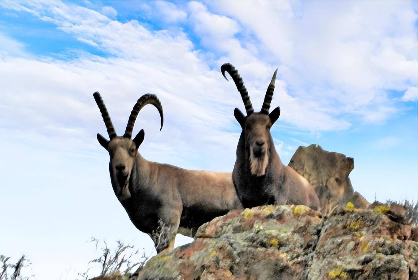 北山羊也懂报仇雪恨,三年后摔死毛驴撞断老头的腿_小野羊_母羊_谭头