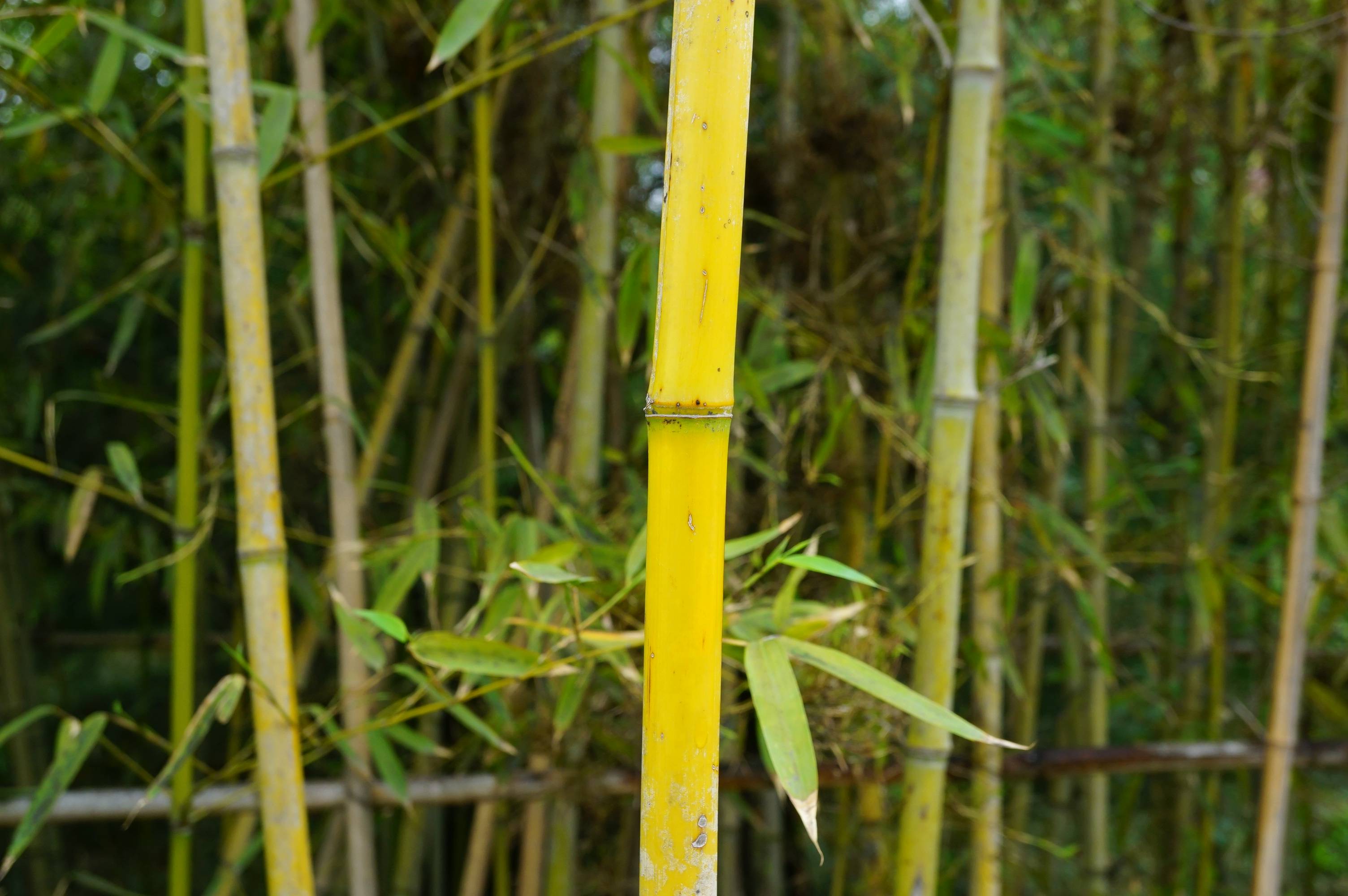 我见到的山东本土植物和园林栽培植物(198)黄竿京竹(栽培)
