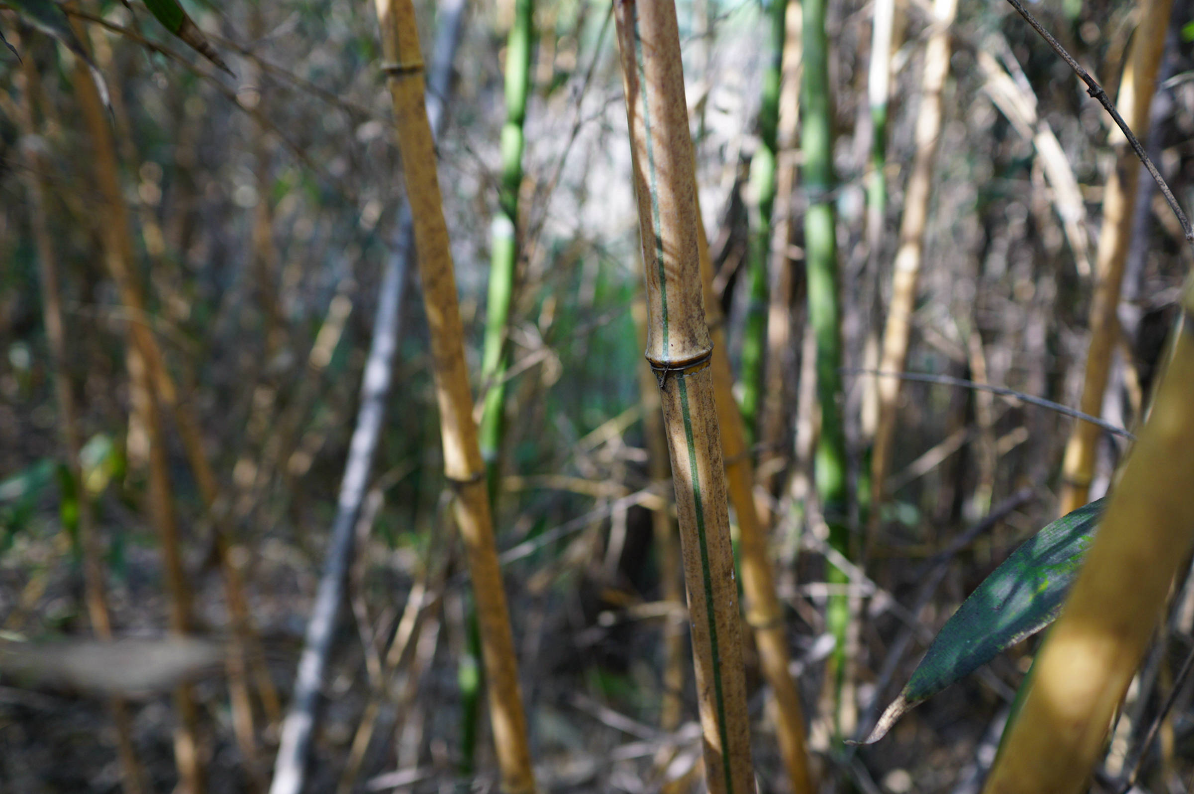 我见到的山东本土植物和园林栽培植物(202)黄皮绿筋刚竹(栽培)