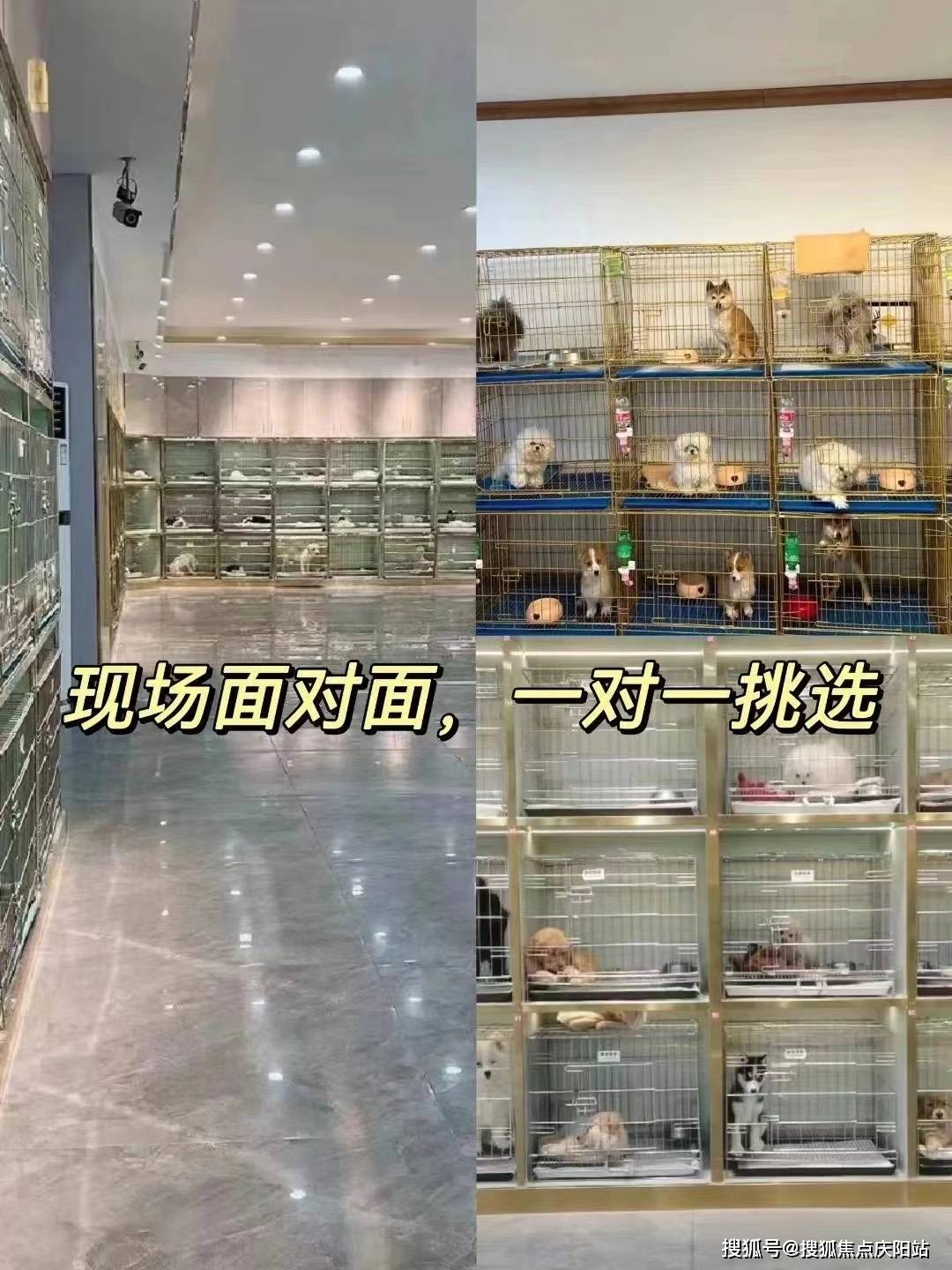 泰迪犬,又称贵宾犬,是一种聪明,活泼,易于训练的犬种.