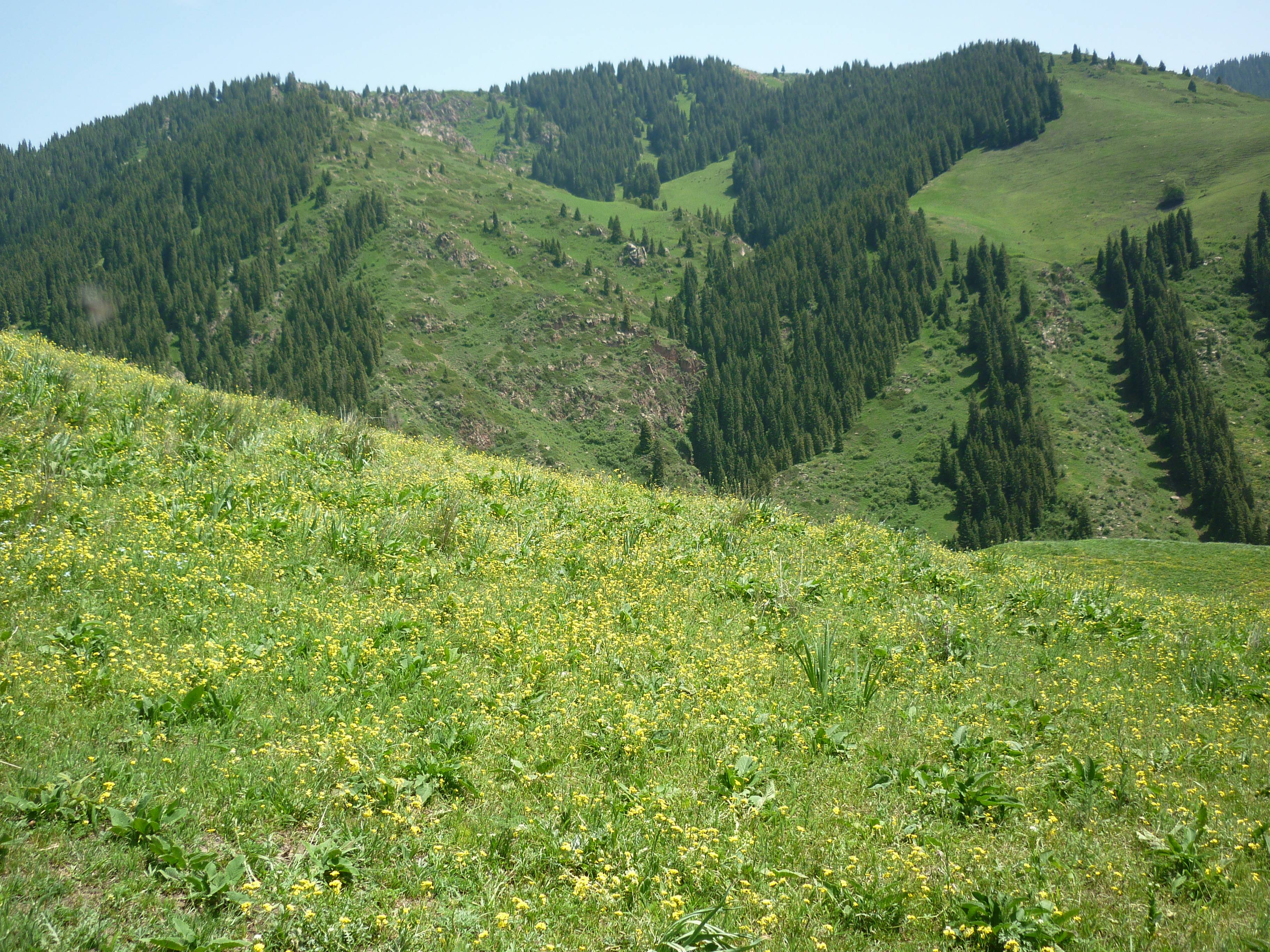 (原创)_草场_高山上_雪山