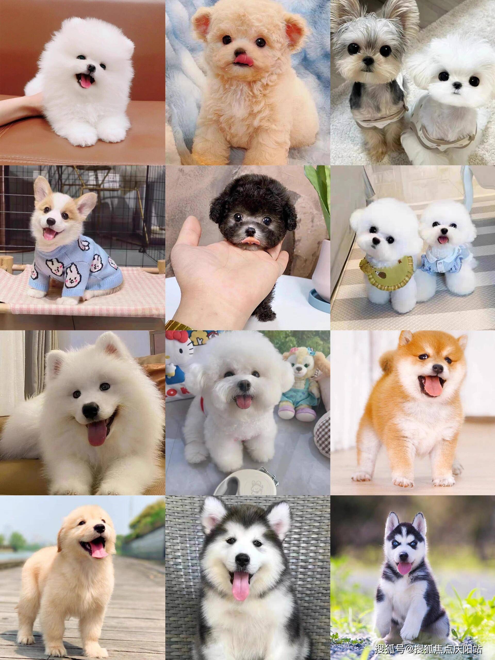 北京买萨摩耶犬首页网站(北京朝阳区)买萨摩耶犬哪里比较安全