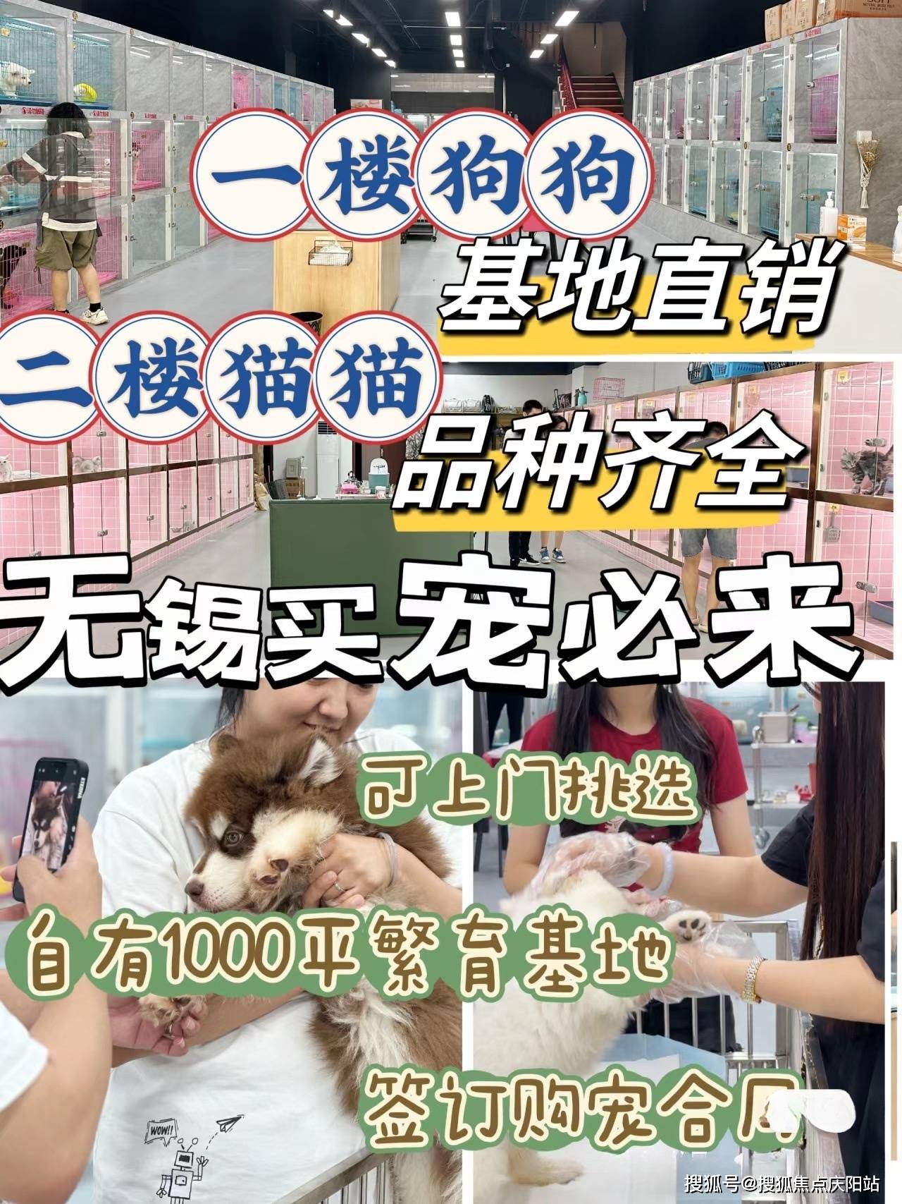 无锡梁溪区泰迪犬多少钱一只?这里买泰迪犬更具性价比,便宜又好看